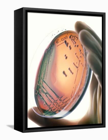 Petri-dish Culture of Escherichia Coli 0157:H7-Tek Image-Framed Premier Image Canvas