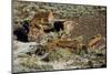Petrified Forest National Park, Holbrook, Arizona, USA-Michel Hersen-Mounted Photographic Print