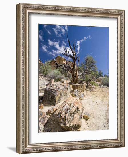 Petrified Forest State Park, Escalante, Utah, USA-Diane Johnson-Framed Photographic Print