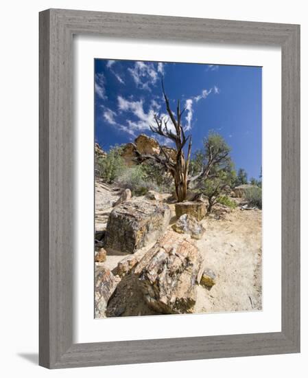 Petrified Forest State Park, Escalante, Utah, USA-Diane Johnson-Framed Photographic Print