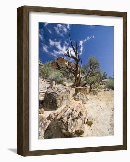 Petrified Forest State Park, Escalante, Utah, USA-Diane Johnson-Framed Photographic Print