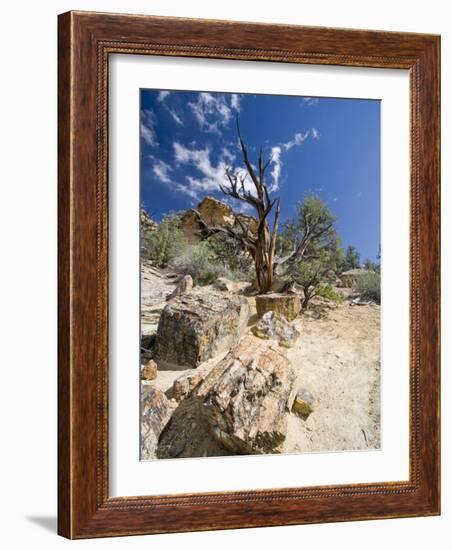 Petrified Forest State Park, Escalante, Utah, USA-Diane Johnson-Framed Photographic Print