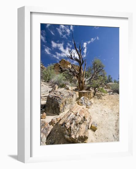 Petrified Forest State Park, Escalante, Utah, USA-Diane Johnson-Framed Photographic Print