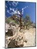 Petrified Forest State Park, Escalante, Utah, USA-Diane Johnson-Mounted Photographic Print