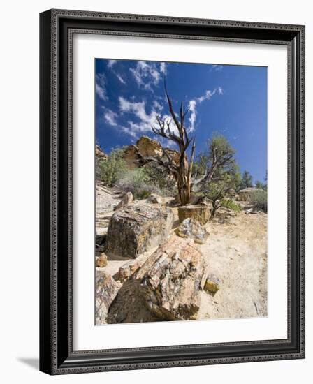 Petrified Forest State Park, Escalante, Utah, USA-Diane Johnson-Framed Photographic Print