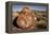 Petrified Log, Crystal Forest, Petrified Forest National Park, Arizona-Rob Sheppard-Framed Premier Image Canvas