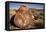 Petrified Log, Crystal Forest, Petrified Forest National Park, Arizona-Rob Sheppard-Framed Premier Image Canvas