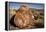 Petrified Log, Crystal Forest, Petrified Forest National Park, Arizona-Rob Sheppard-Framed Premier Image Canvas