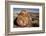 Petrified Log, Crystal Forest, Petrified Forest National Park, Arizona-Rob Sheppard-Framed Photographic Print