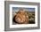 Petrified Log, Crystal Forest, Petrified Forest National Park, Arizona-Rob Sheppard-Framed Photographic Print