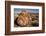 Petrified Log, Crystal Forest, Petrified Forest National Park, Arizona-Rob Sheppard-Framed Photographic Print