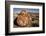 Petrified Log, Crystal Forest, Petrified Forest National Park, Arizona-Rob Sheppard-Framed Photographic Print