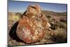 Petrified Log, Crystal Forest, Petrified Forest National Park, Arizona-Rob Sheppard-Mounted Photographic Print