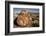 Petrified Log, Crystal Forest, Petrified Forest National Park, Arizona-Rob Sheppard-Framed Photographic Print