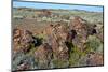 Petrified logs, Petrified Forest National Park, Holbrook, Arizona, USA.-Michel Hersen-Mounted Photographic Print