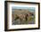 Petrified logs, Petrified Forest National Park, Holbrook, Arizona, USA.-Michel Hersen-Framed Photographic Print