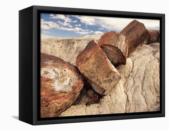 Petrified Logs-Joe McDonald-Framed Premier Image Canvas