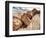 Petrified Logs-Joe McDonald-Framed Photographic Print