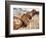 Petrified Logs-Joe McDonald-Framed Photographic Print