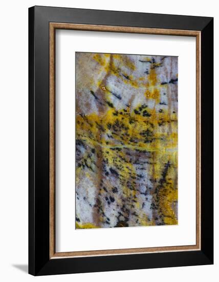 Petrified Wood Close-Up-Darrell Gulin-Framed Photographic Print