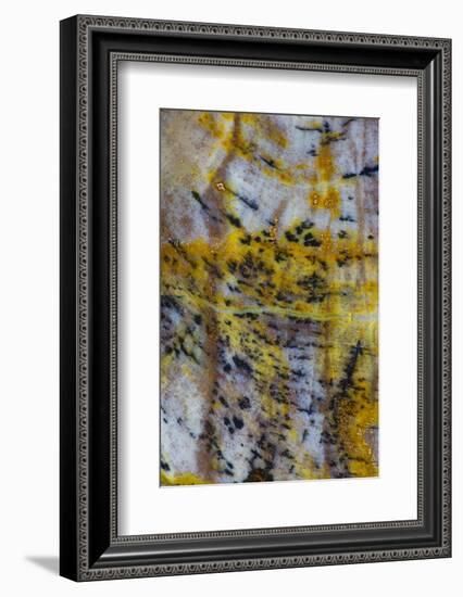 Petrified Wood Close-Up-Darrell Gulin-Framed Photographic Print