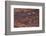 Petroglyph, Petroglyph Canyon, Valley of Fire State Park, Nevada, USA-Michel Hersen-Framed Photographic Print