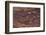 Petroglyph, Petroglyph Canyon, Valley of Fire State Park, Nevada, USA-Michel Hersen-Framed Photographic Print