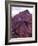 Petroglyphs in Gurvansaikhan National Park, Gobi Desert, Mongolia-Gavriel Jecan-Framed Photographic Print