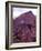 Petroglyphs in Gurvansaikhan National Park, Gobi Desert, Mongolia-Gavriel Jecan-Framed Photographic Print