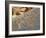 Petroglyphs or Rock Engravings, Twyfelfontein, UNESCO World Heritage Site, Damaraland, Namibia-Nico Tondini-Framed Photographic Print