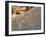 Petroglyphs or Rock Engravings, Twyfelfontein, UNESCO World Heritage Site, Damaraland, Namibia-Nico Tondini-Framed Photographic Print