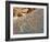 Petroglyphs or Rock Engravings, Twyfelfontein, UNESCO World Heritage Site, Damaraland, Namibia-Nico Tondini-Framed Photographic Print