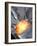 Petrol Engine Combustion-Roger Harris-Framed Photographic Print