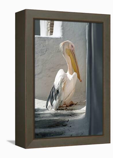 Petros the Pelican, Chora, Mykonos, Greece-David Noyes-Framed Premier Image Canvas