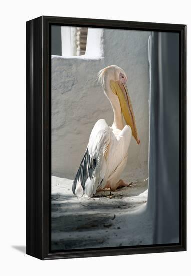 Petros the Pelican, Chora, Mykonos, Greece-David Noyes-Framed Premier Image Canvas