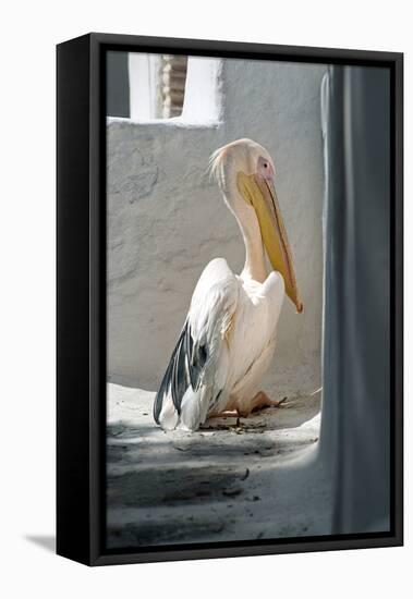 Petros the Pelican, Chora, Mykonos, Greece-David Noyes-Framed Premier Image Canvas