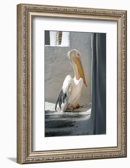 Petros the Pelican, Chora, Mykonos, Greece-David Noyes-Framed Photographic Print