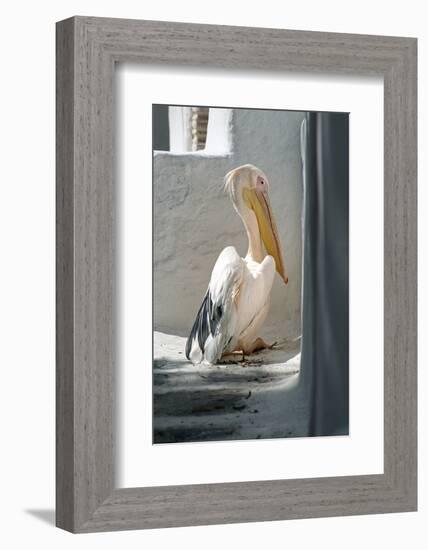 Petros the Pelican, Chora, Mykonos, Greece-David Noyes-Framed Photographic Print