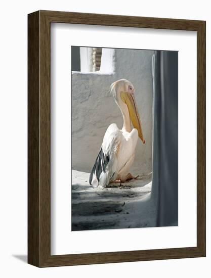 Petros the Pelican, Chora, Mykonos, Greece-David Noyes-Framed Photographic Print