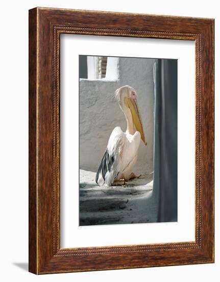 Petros the Pelican, Chora, Mykonos, Greece-David Noyes-Framed Photographic Print