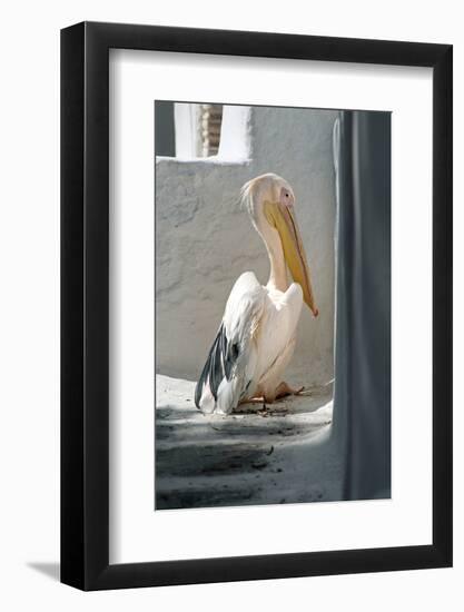 Petros the Pelican, Chora, Mykonos, Greece-David Noyes-Framed Photographic Print