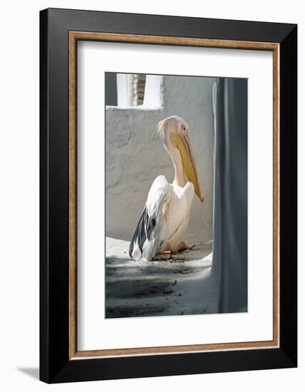 Petros the Pelican, Chora, Mykonos, Greece-David Noyes-Framed Photographic Print