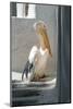 Petros the Pelican, Chora, Mykonos, Greece-David Noyes-Mounted Photographic Print