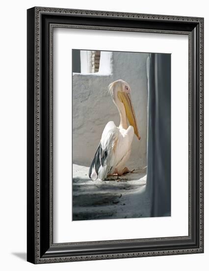 Petros the Pelican, Chora, Mykonos, Greece-David Noyes-Framed Photographic Print