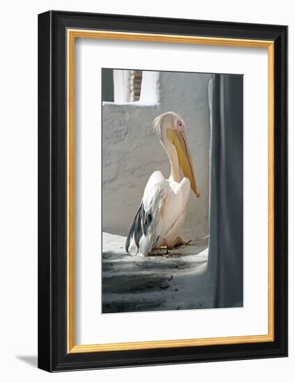 Petros the Pelican, Chora, Mykonos, Greece-David Noyes-Framed Photographic Print