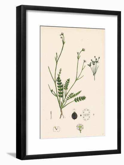 Petroselinum Segetum Corn Parsley-null-Framed Giclee Print