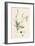 Petroselinum Segetum Corn Parsley-null-Framed Giclee Print