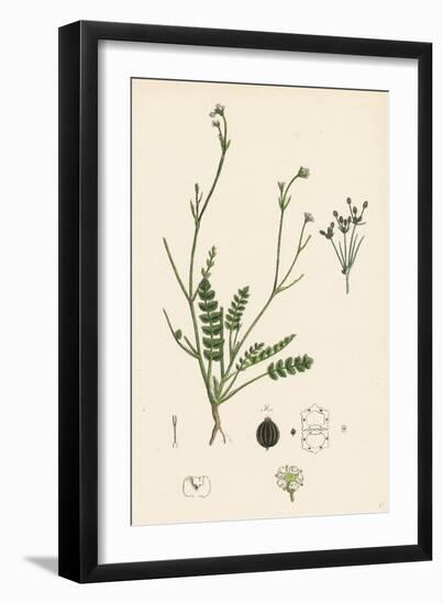 Petroselinum Segetum Corn Parsley-null-Framed Giclee Print