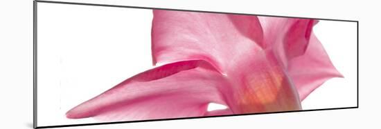 Petunia Closeup-Charles Bowman-Mounted Photographic Print