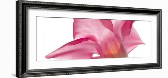 Petunia Closeup-Charles Bowman-Framed Photographic Print